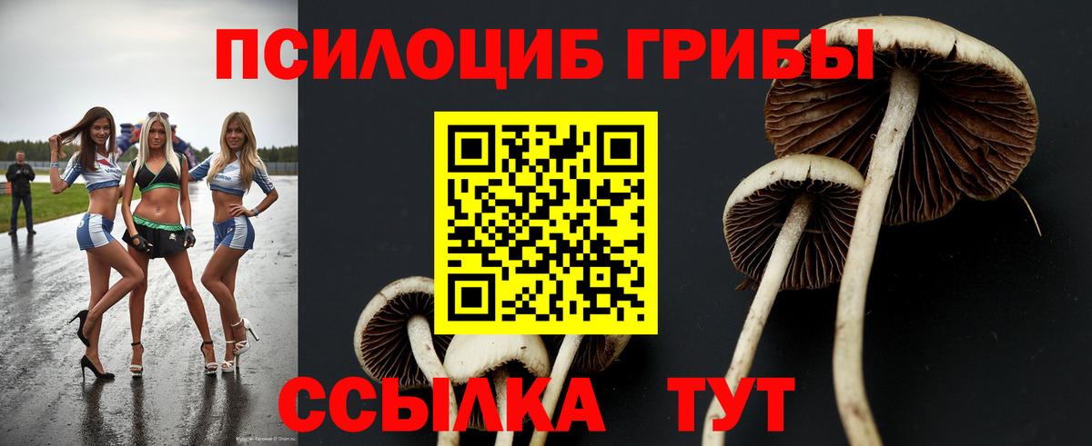 Псилоцибиновые грибы Psilocybine cubensis  Железноводск 